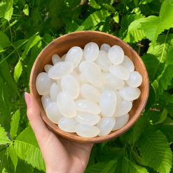 Hạt đác tươi Phú Yên Size trung – hạt vừa – TANAFARM
